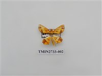 藏品(尺蛾289)的圖片